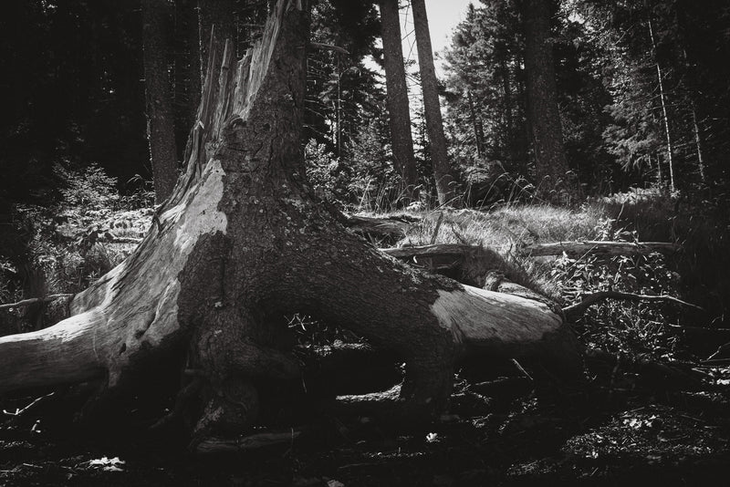PRIMEVAL