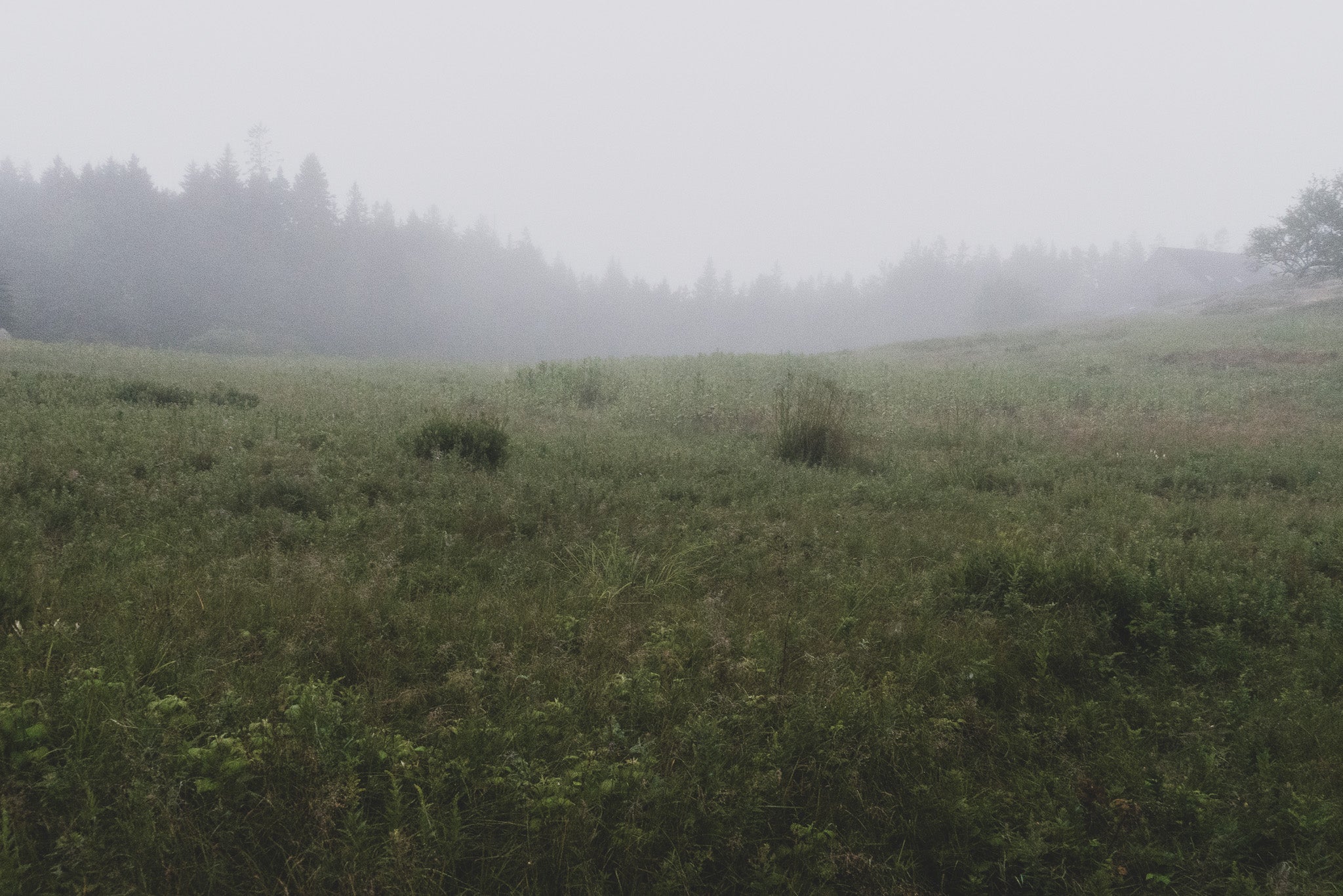 PASTURE