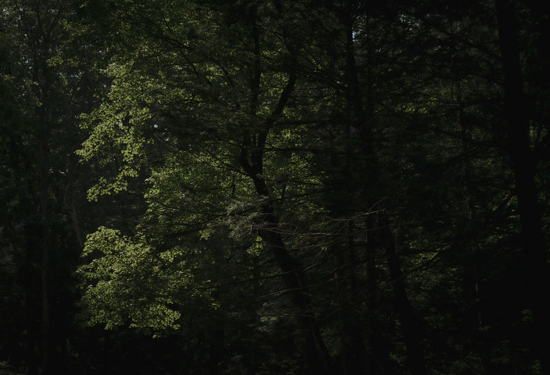 REVERIE