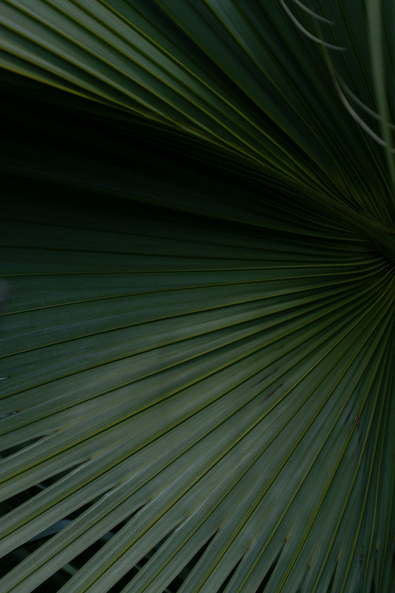DEEP FROND