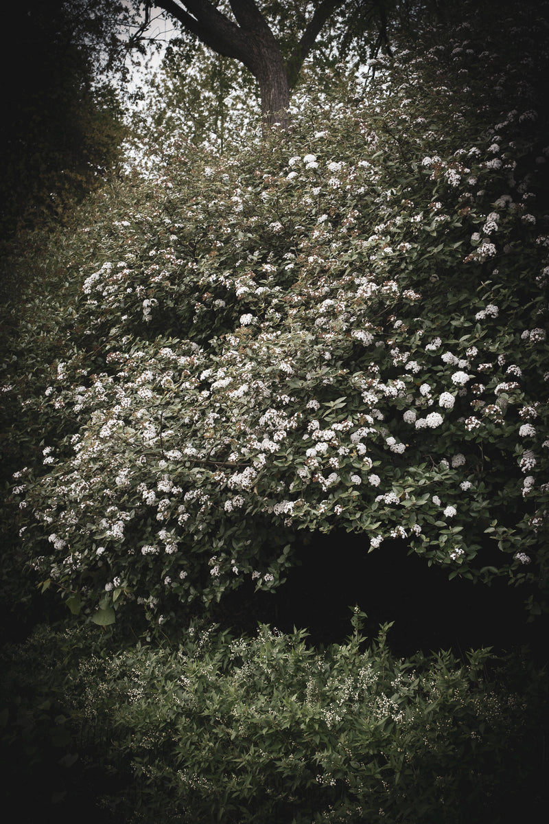 THE MORNING WE ELOPED I