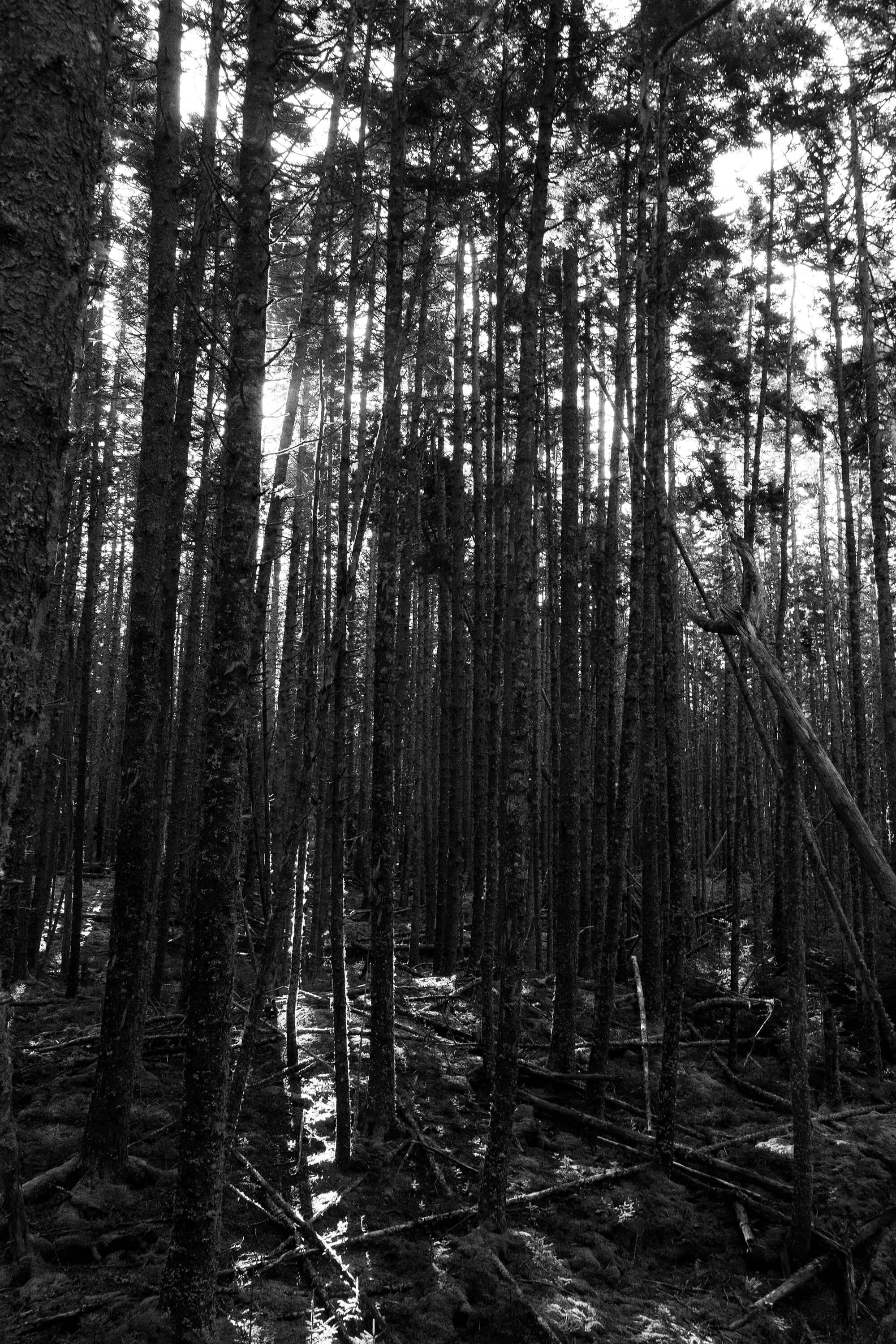 Vertical North