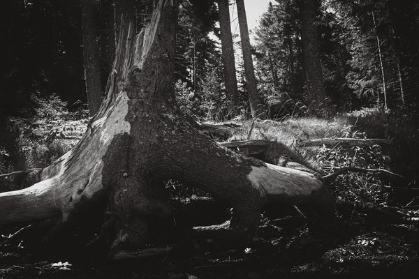PRIMEVAL