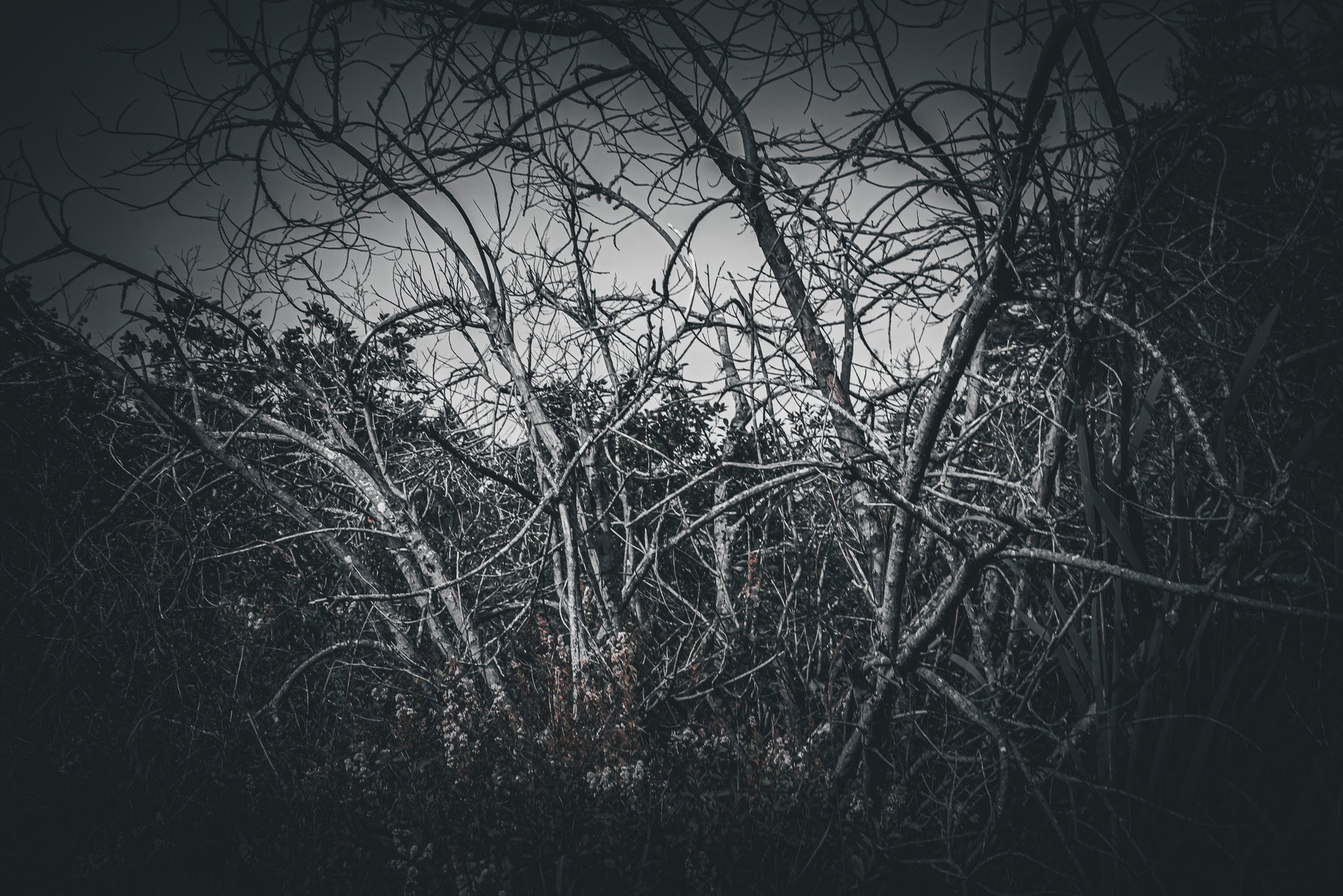 WILDLING