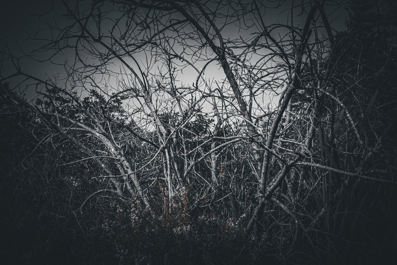 WILDLING