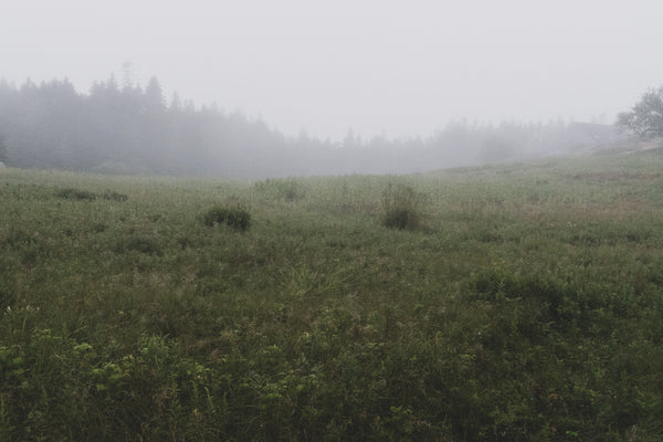 PASTURE