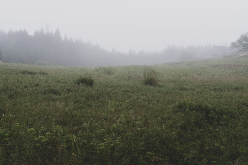 PASTURE