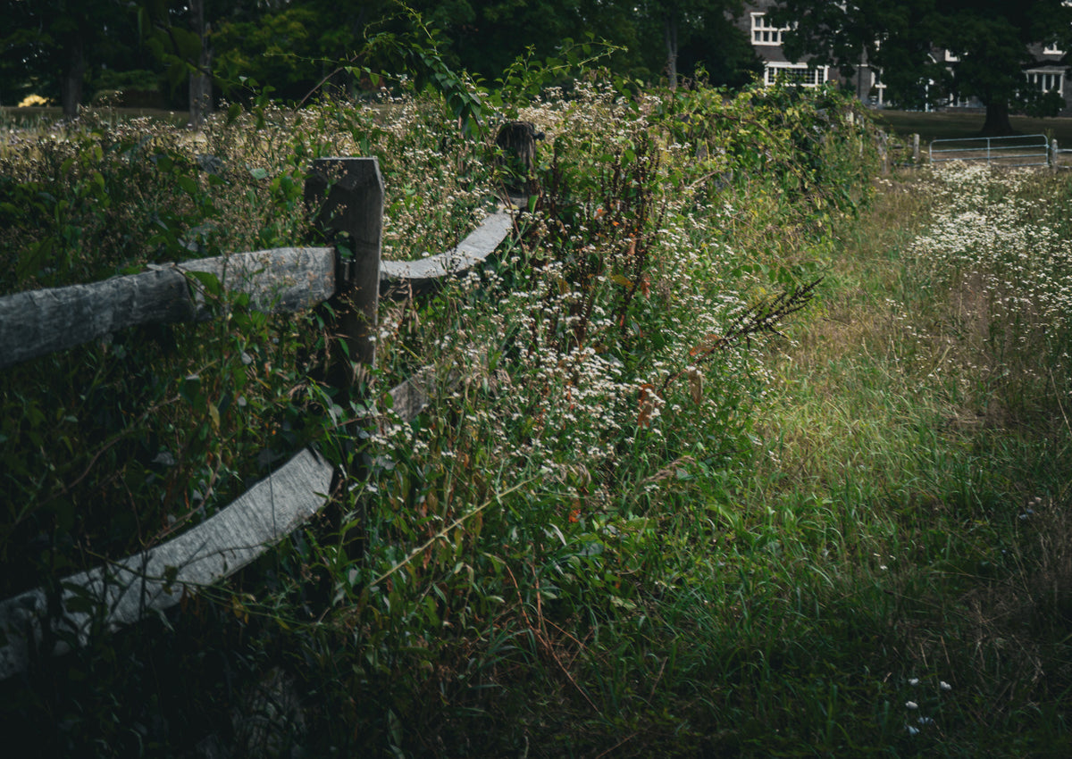 BETWEEN FIELDS