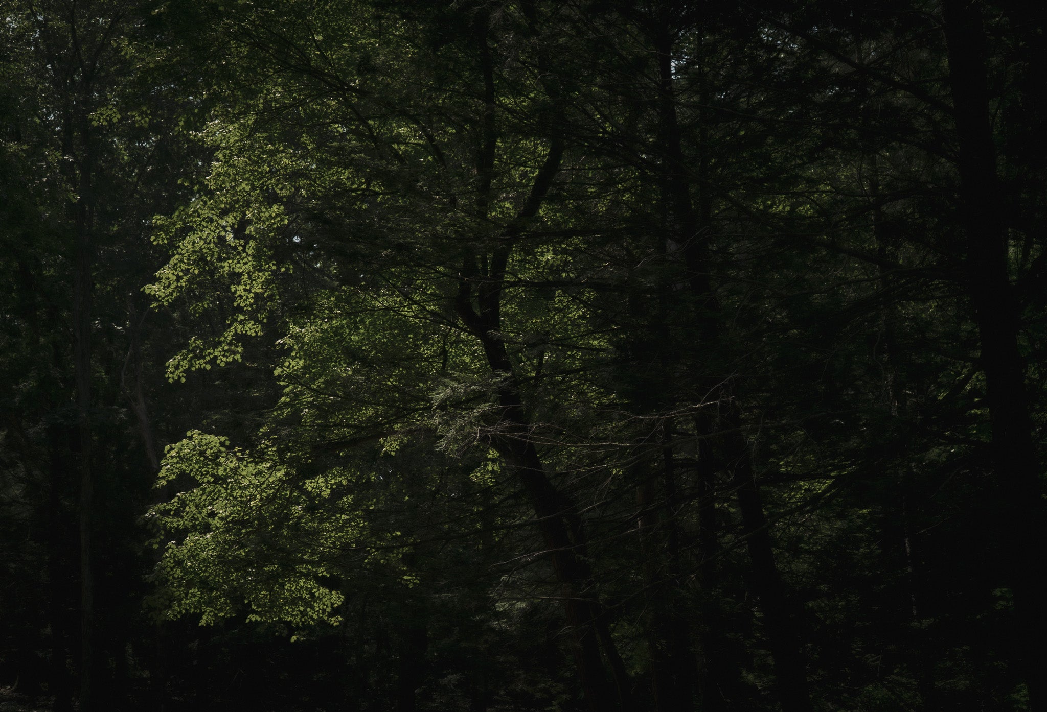 REVERIE