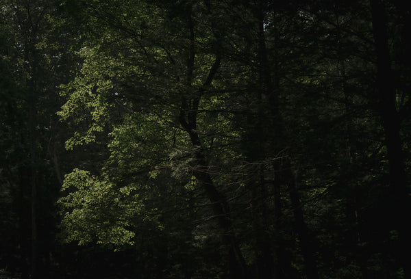 REVERIE