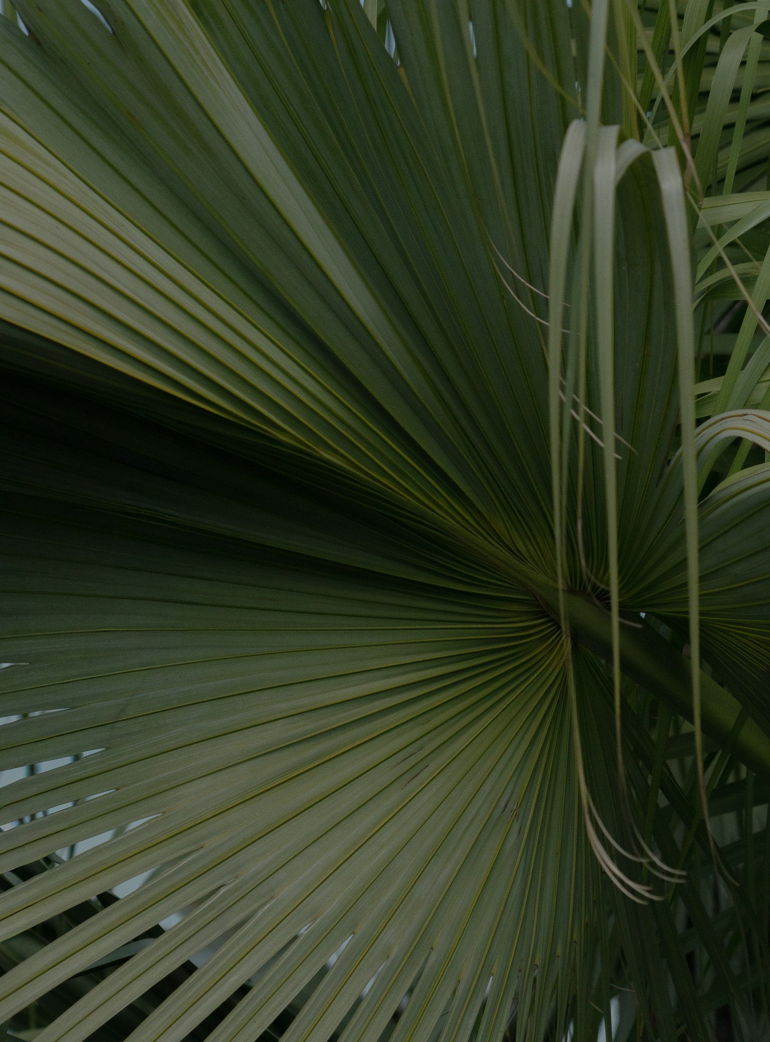 RADIAL STUDY I
