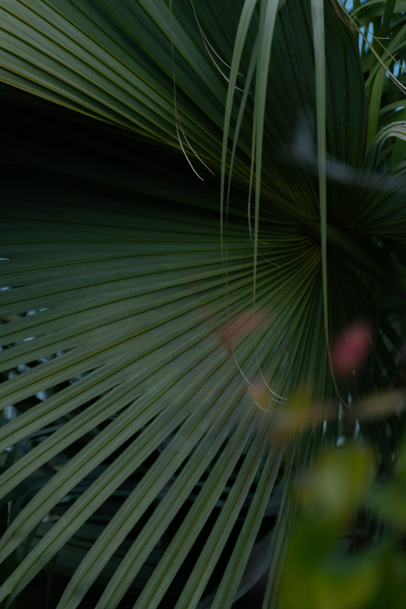PERIPHERAL BLOOM