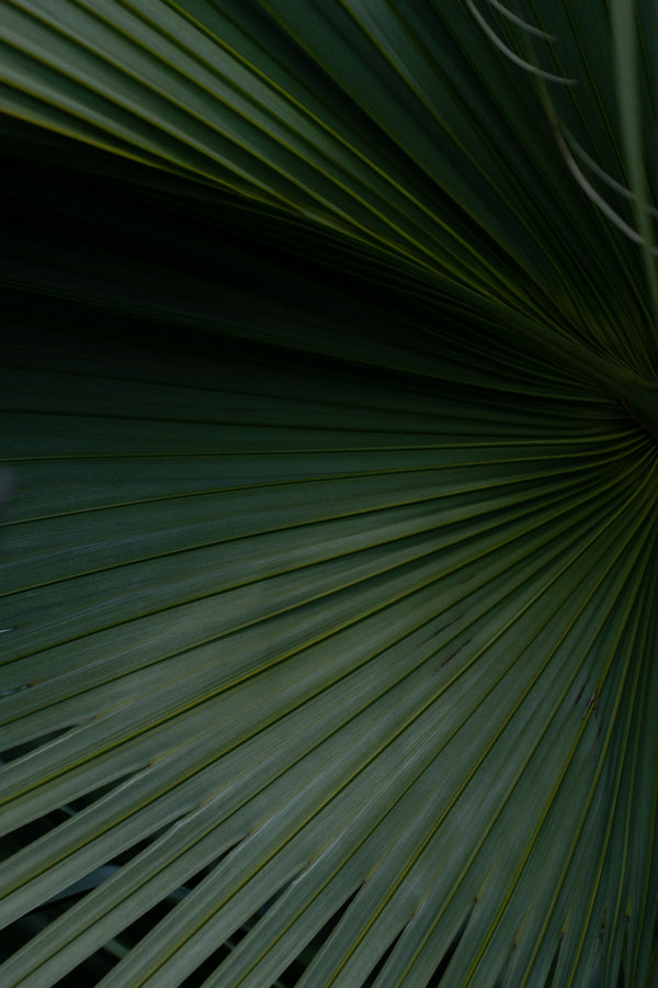 DEEP FROND