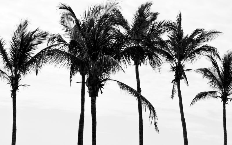 TRADE WINDS