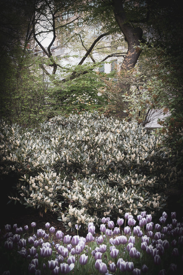 THE MORNING WE ELOPED II