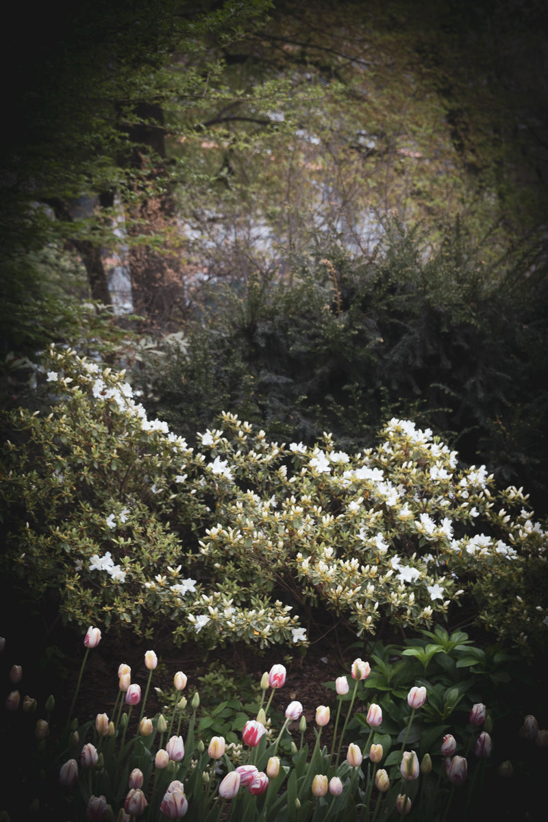 THE MORNING WE ELOPED III