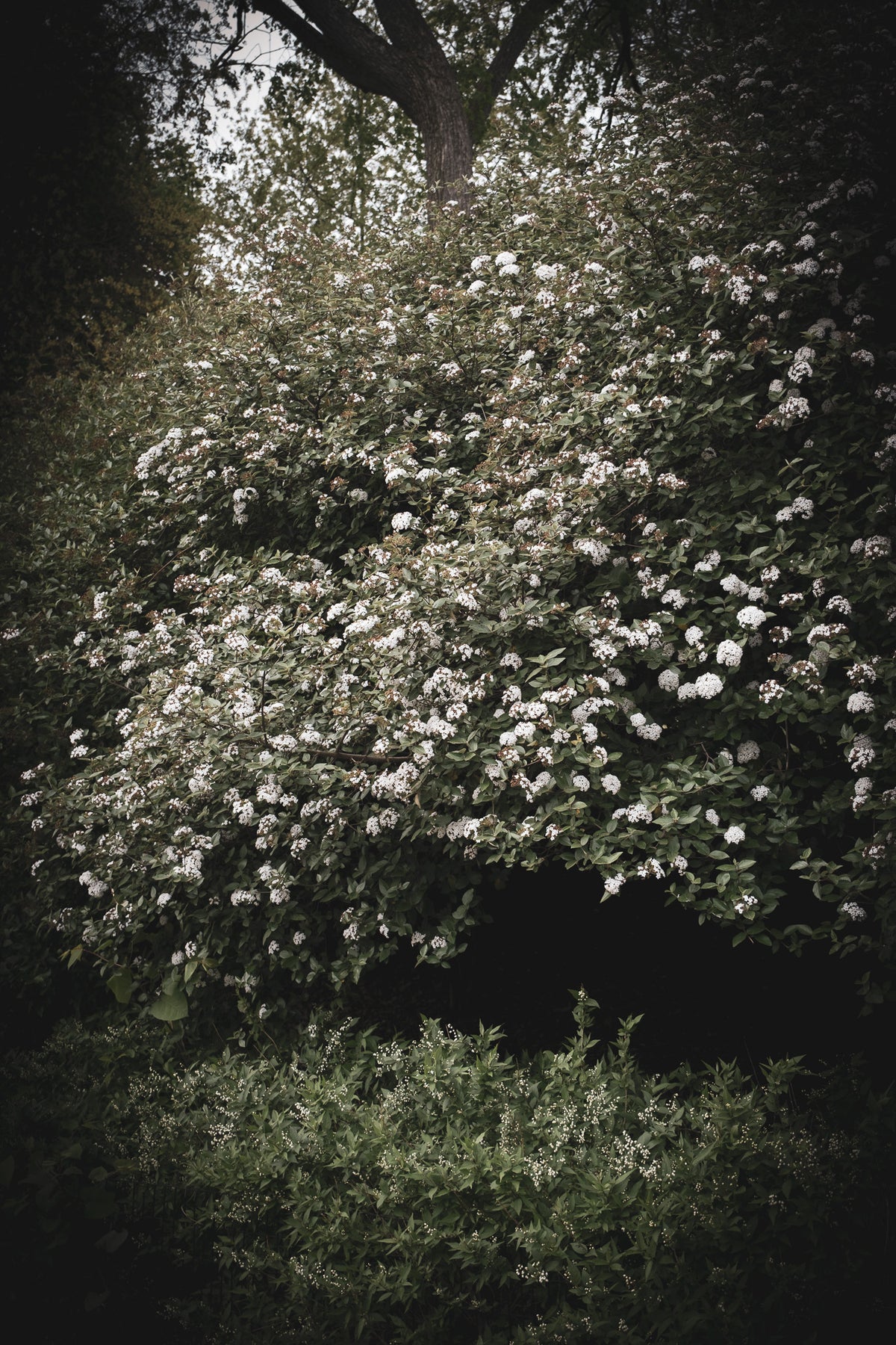 THE MORNING WE ELOPED I