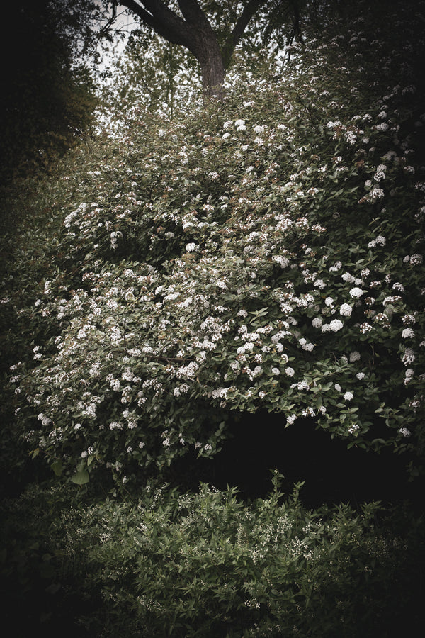 THE MORNING WE ELOPED I