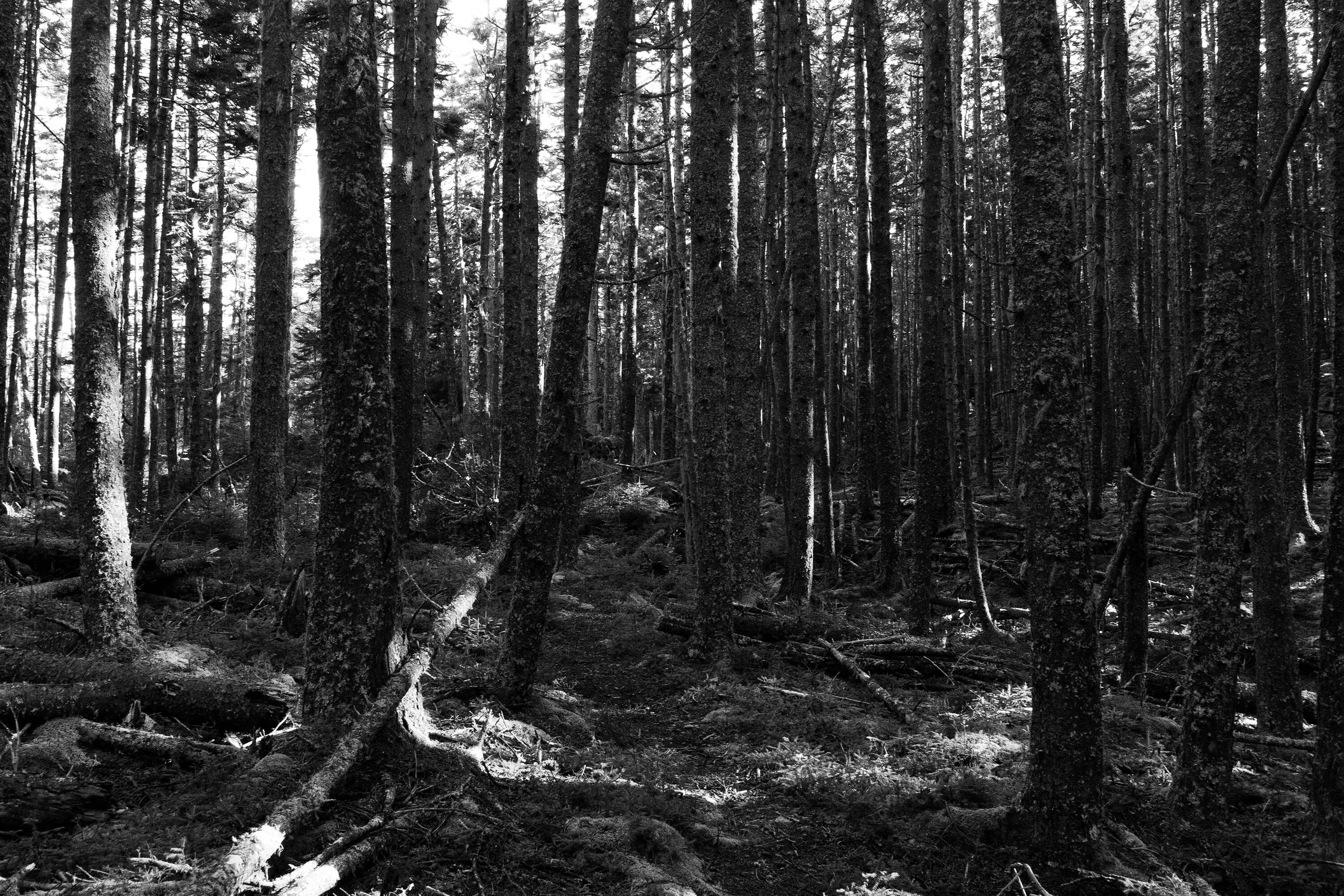 Silence Between Trees