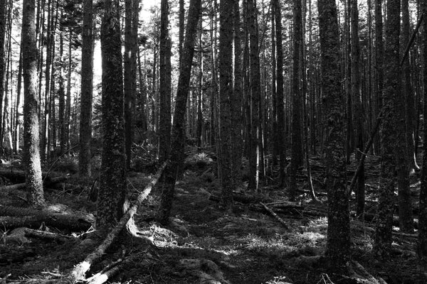 Silence Between Trees